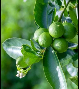 Bearss Lime Tree Cuttings) X3, 3 NODES, 6 INCH Length Fresh Cut - Picture 1 of 2