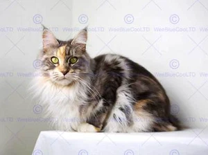 MAINE COON KATZE KÄTZCHEN HAUSTIER FOTO KUNSTDRUCK POSTER BILD BMP2023A - Bild 1 von 1
