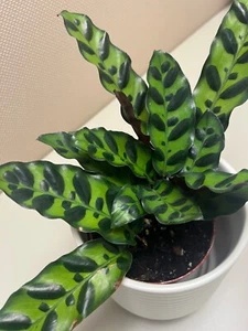 Calathea lancifolia ,Rattlesnake Plant, Prayer Plant,Calathea Live in 4inch Pot - Picture 1 of 4