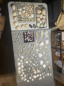 Lote caracolas caracola strombus pugilis alatus canario arena dólar fósiles coral + - Imagen 1 de 22