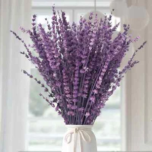 Dried Purple Lavender Flowers Bundle-Dried Preserved Lavender Bouquet 15-17 for - Picture 1 of 5