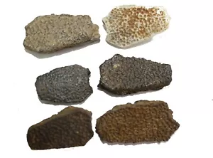 Cretaceous Hell Creek dinosaur age Turtle shell fossil TRIONYCHID nuchal neural - Picture 1 of 4