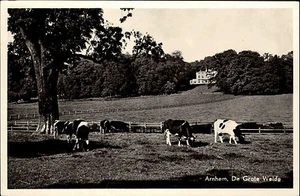 Arnhem Arnheim Niederlande s/w AK ~1950/60 De grote Weide Kühe auf der Weide - Picture 1 of 2
