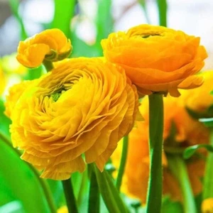 Ranunculus 25 Yellow Bulbs Corms Peony Rose Buttercup Wedding Bouquet Flowers - Picture 1 of 4
