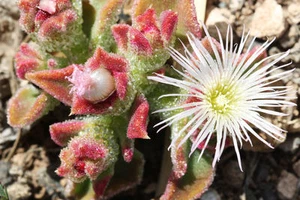 SAMEN Garten Blumen Samen Rarität seltene Pflanzen schnellwüchsig EISBLUME - Bild 1 von 1
