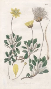 Dryas Drummondii North America Flower Botany Engraving Copperplate Curtis 2972 - Picture 1 of 1
