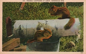 AK Friendly Chipmunks at Lunch Adirondack MTS 1945 - Bild 1 von 3