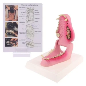 Dog Tooth Anatomy Model Canine Veterinary Animal Skeleton Veterinary Teaching - Picture 1 of 9