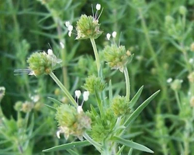500 Graines de Psyllium Brun - vrai plantain ispaghul - semences paysannes