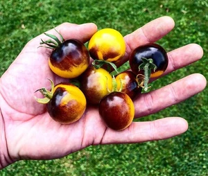 Lila Gelbe Kirschtomaten 10 Samen -Seltene Tomaten- - Bild 1 von 2