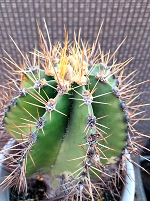 Astrophytum Ornatum Gigante Muy Antiguo Cactus Plantas Coleccionistas Foto 1 de 4