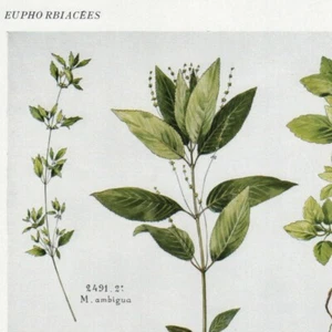 Mercurialis Pl 549 - Plante Flore -- Gravure de presse 1930 - Bild 1 von 2
