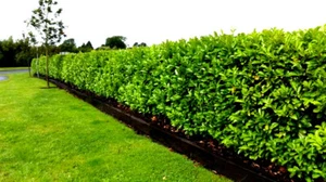 25 Cherry Laurel Fast Growing Evergreen Hedging Plants 30-50cm Tall Potted - Picture 1 of 11