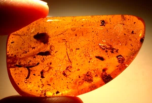 Leaves with Flower Parts and Insects in Dominican Amber Fossil LARGE 12.7 gram - Picture 1 of 16