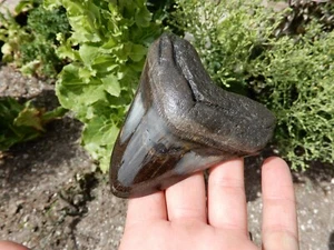 TOP QUALITY FOSSILISED MEGALODON SHARK TOOTH INCREDIBLE QUALITY - Picture 1 of 6