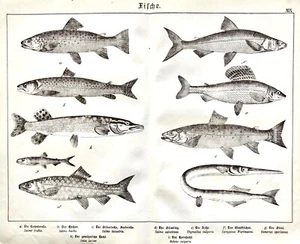 1887 SCHUBERT B/W PLATE 19 FISH Garfish, Grayling, Pike, Smelt, Trout, Whitefish - Picture 1 of 2