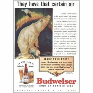 1937 Budweiser: Hanno quell'aria certa pubblicità stampa d'epoca - Foto 1 di 1