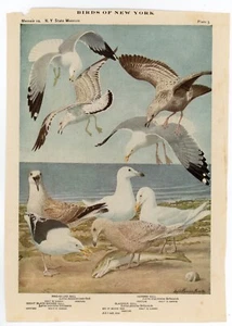 1914 Book Plate #5 Gulls Birds of New York Louis Agassiz Fuertes NYSM Memoir 12 - Picture 1 of 2