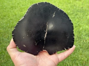 Polished Pyrite Petrified Wood (Sloanea) Yegua Formation - Picture 1 of 7