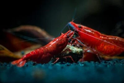 Premium Snello with Calcium for Mystery Snail, Shrimp, & Crayfish - Image 1 of 4