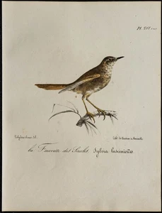 1830 - Südlichen Verderolle - Lithografie Antik Vogel- (Ornithologie) - Bild 1 von 3