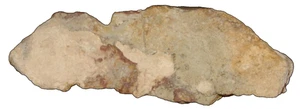 3D Sedimentary Fish - Picture 1 of 9