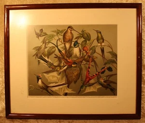 " Colibrì " Litografia Colori Presso Bil 1884 IN Kirschholzleiste 32x38 CM - Picture 1 of 2