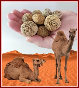 3 x DESERT WALNUT SEEDS,NATIVE BUSH TUCKER GARDEN FRUIT TREE SHRUB - Picture 1 of 7