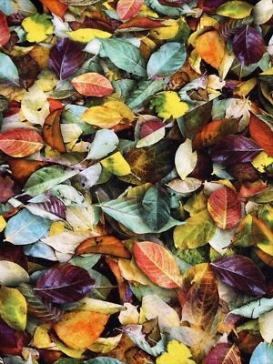 Leaf Me Be Hoffman Fall Leaves Cotton Fabric FQ Fat Quarter Or Continuous Cut - Image 1 of 4
