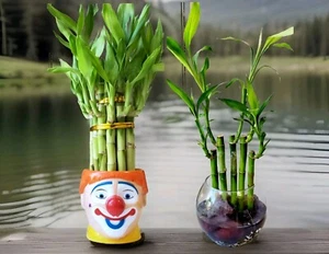 4" 6" 8" Lucky Bamboo Plants - 3 Stalks, Feng Shui, GIFT - Picture 1 of 5