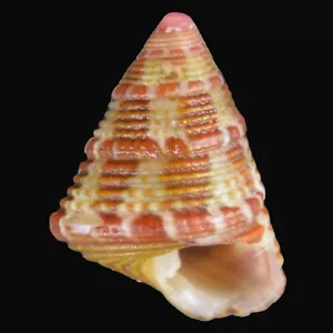 JUJUBINUS BAUDONI (Llança, Girona, Spagna) 7,0 mm #47037 - Foto 1 di 3