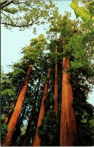 Postal de Muir Woods Monumento Nacional Regal Redwoods Monterey Co. California - Imagen 1 de 2