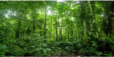 Fondo de terrario 48X18 pulgadas fondo de acuario tropical verde enorme árbol R Foto 1 de 4