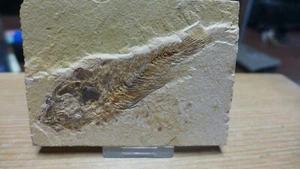 GEOLOGICAL ENTERPRISES Eocene Fossil Fish, Asineops squamifrons Wyoming - Picture 1 of 5