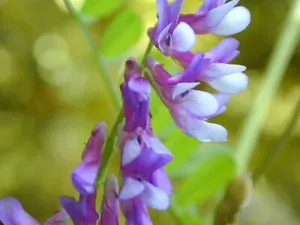 VETCH FODDER FOR CHOOKS AND DUCKS TOMATO COMPANION PLANT NITROGEN MANURE BULK - Picture 1 of 5
