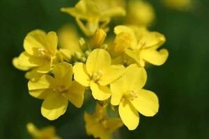 FIELD MUSTARD 500 SEEDS BRASSICA RAPA GREENS BUTTERFLY ATTRACTANT FORAGE FODDER - Bild 1 von 2