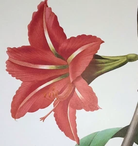 Botanical Pierre Joseph Redoute Red Flowers AMARYLLIS BRESILIENNE Book Plate 4 - Picture 1 of 2