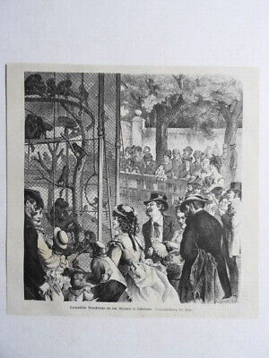 Darwinistische Betrachtungen Affenhaus In Schönbrunn, Wien, Palm, Holzstich 1873 • 1€