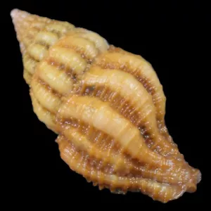 PERISTERNIA REINCARNATA (Mactan Isl., Philippinen) 23,7mm #42758 - Bild 1 von 4