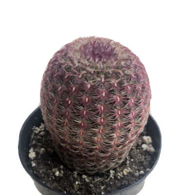 Echinocereus Rigidissimus, 'Rainbow Hedge', Comes in a 2.5" Pot - Image 1 of 4