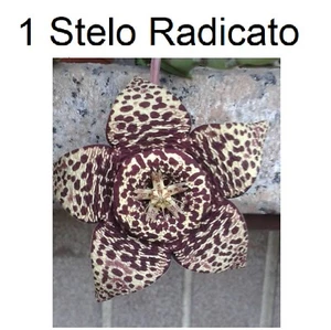 Piante grasse Stapelia variegata LEGGERE BENE LA DESCRIZIONE Foto WEB - Foto 1 di 3