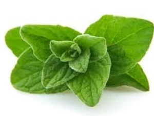 OREGANO Origanum vulgare aromatic herb plants – 6cell seedling punnets - Picture 1 of 2