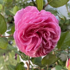 Pretty In Pink Garden Rose Cuttings #4 Heirloom Garden Rose - Picture 1 of 24