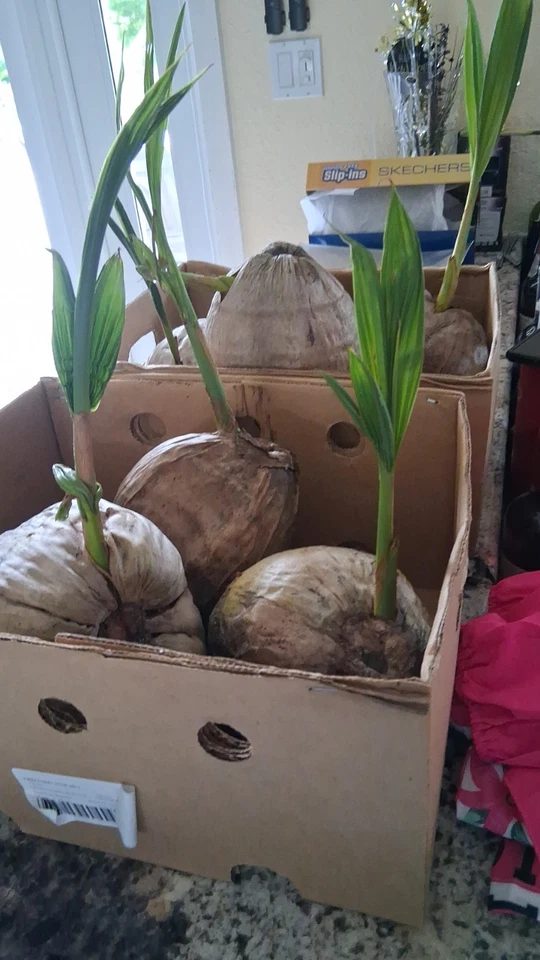 Coconut Tree (Green) Live Palm Sprouted Ready To Plant FREE SHIPPING - Image 1 of 1