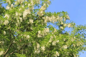 SAMEN Die Blüten der Scheinakazie haben als Tee eine heilende Wirkung ! - Bild 1 von 1
