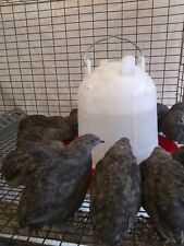 Â 18+- rare black coturnix quailÂ  hatching eggsÂ 