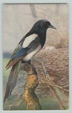 Postcard MAGPIE, BIRD, J. SALMON. George Rankin