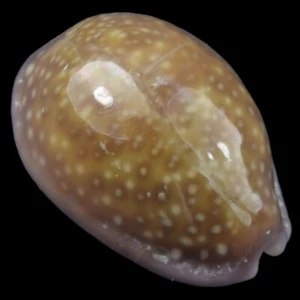 CYPRAEA (Naria) PORARIA (Olango Isl., Philippines) 15.8mm #40799 - Picture 1 of 4