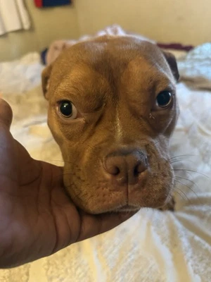 Red Plaid Pet Christmas Bowtie, Small/Medium Breeds - Image 1 of 3