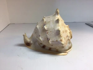 Casco Conch Shell Queen Cassis Cornuta Náutico 4.5 H 6 L 4.5 W - Imagen 1 de 8